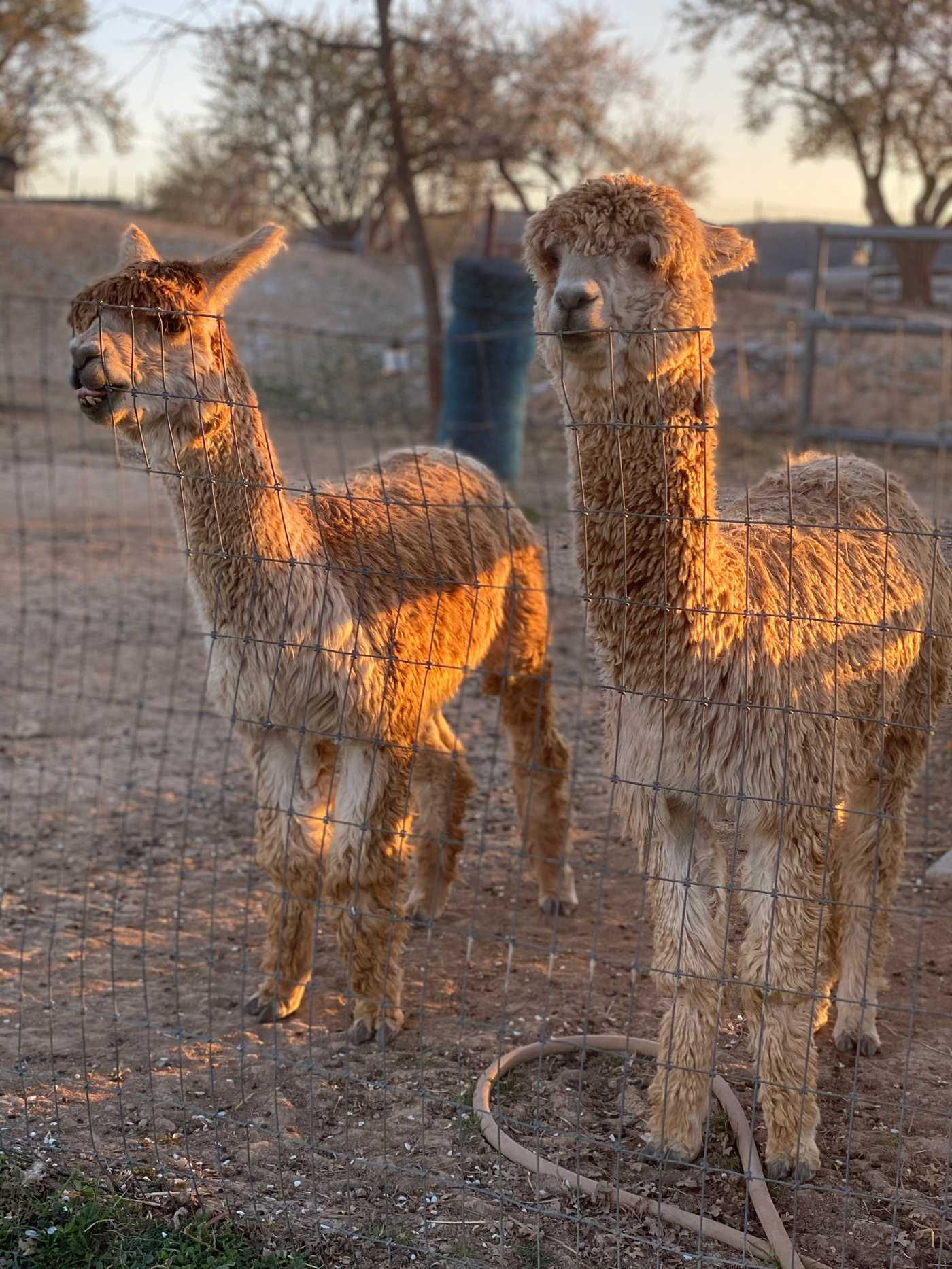 Alpaca farm